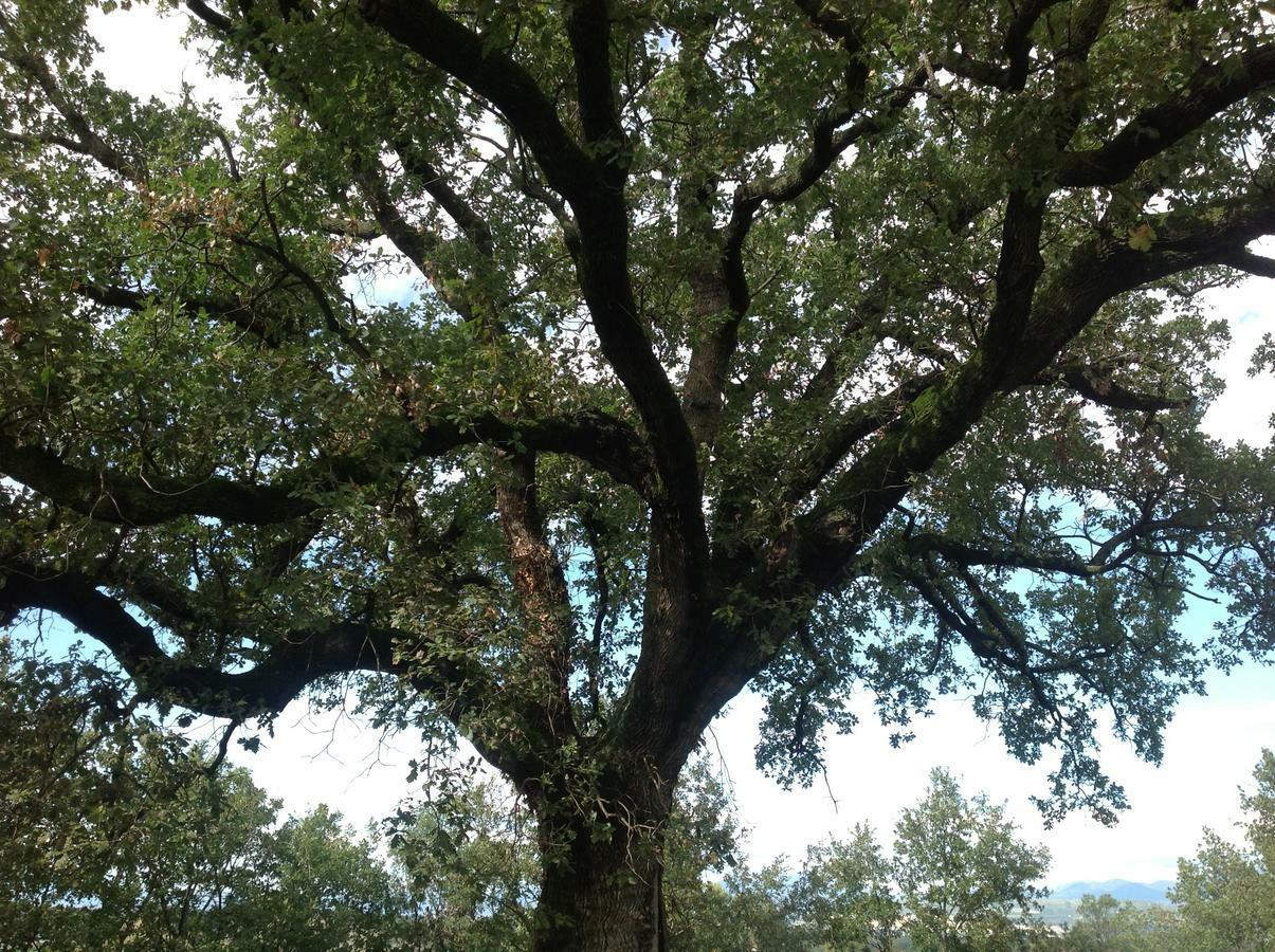 La Quercia Bed & Breakfast Altavilla Silentina Bagian luar foto